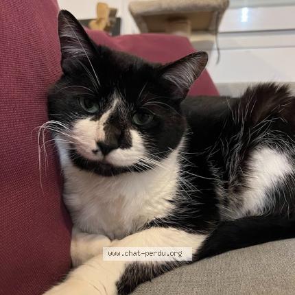 Photo 1/1 GUS Chat lost in Quessoy