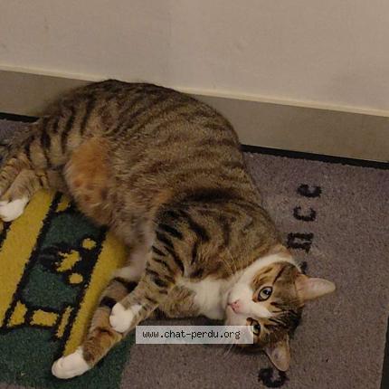 Photo 1/1 Kiki Chat lost in St seurin de cursac