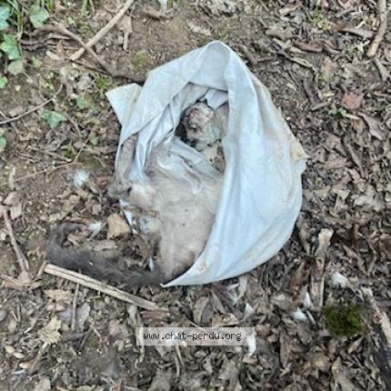 Photo 1/1 Found cat Found in Villers les nancy