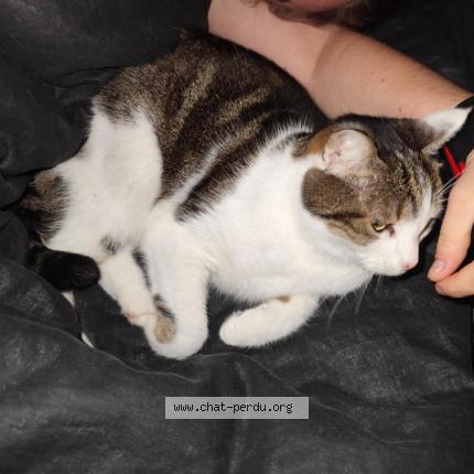 Photo 1/1 Louna Chat lost in Brenouille