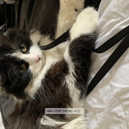 Photo 1/1 Minou Chat lost in Denain