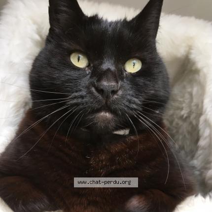 Photo 1/1 Coline Chat lost in Court