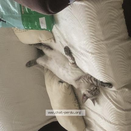 Photo 1/1 Vasco Chat lost in Coutras