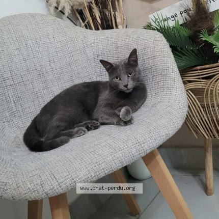 Photo 1/1 Bouh Chat lost in Sarrigne