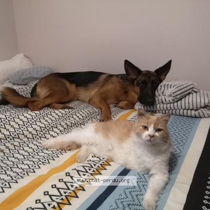 Photo 1/1 Cooky Chat lost in La tremblade