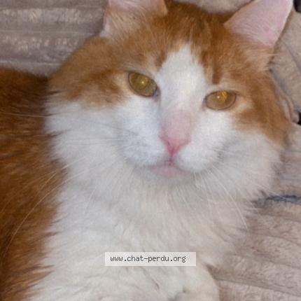 Photo 1/1 Mangot Chat lost in Le gua a souhe