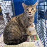 Picture of cat found at Tourcoing