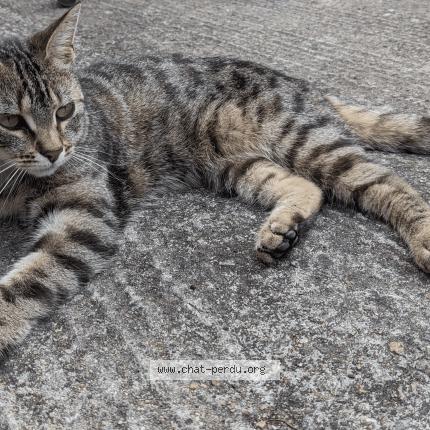 Photo 1/1 Kira Chat lost in Nantes