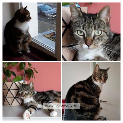 Foto van vermiste kat in Watermael Boitsfort