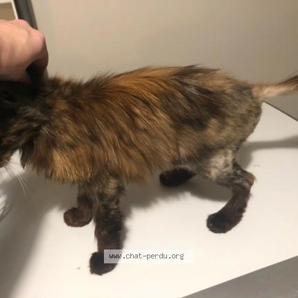 Photo 1/1 Found cat Found in Colomiers