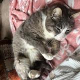 Picture of cat found at La Chapelle Sur Erdre