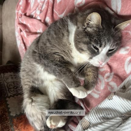 Photo 1/1 Found cat Found in La chapelle sur erdre