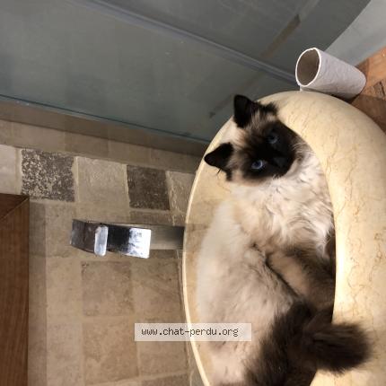 Photo 1/1 Vikki Chat lost in Perros guirec