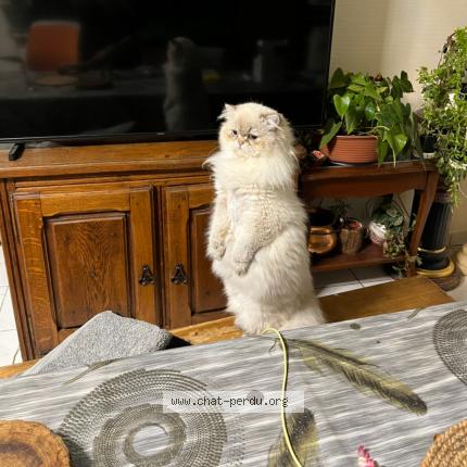 Photo 1/1 Diamant Chat lost in Fleury les aubrais