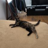 Picture of cat lost at Lyon