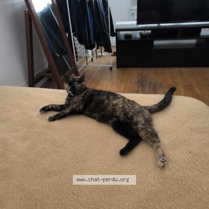 Photo 1/3 Princesse Chat lost in Lyon