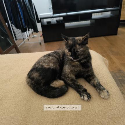 Photo 2/3 Princesse Chat lost in Lyon