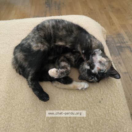 Photo 3/3 Princesse Chat lost in Lyon