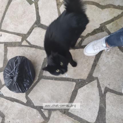 Photo 1/1 Found cat Found in Pomarez