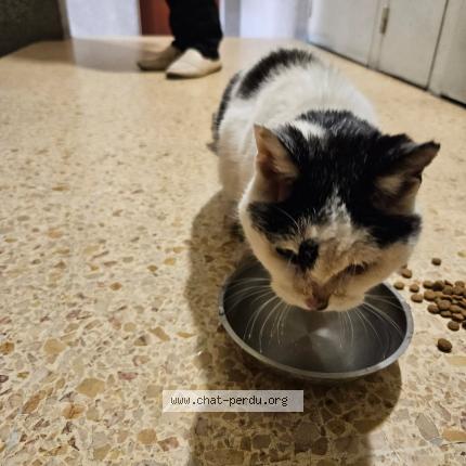 Photo 1/1 Found cat Found in Orleans