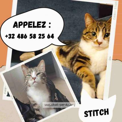 Foto 1/1 Stitch Kat vermist in Mont Sur Marchienne
