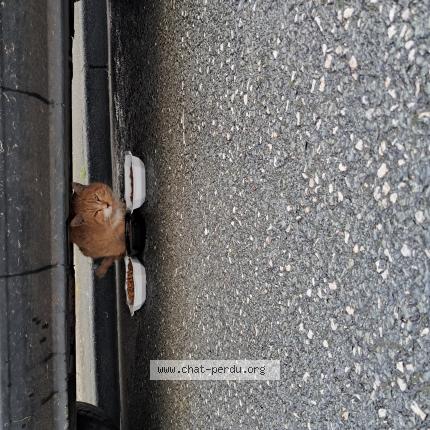 Photo 1/1 Found cat Found in Rochefort