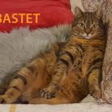 Picture of cat lost at Herblay Sur Seine