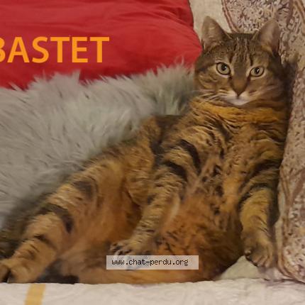 Photo 1/1 BASTET Chat lost in Herblay sur seine
