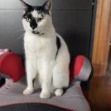 Picture of cat lost at Vezin Le Coquet