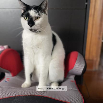 Photo 1/1 GRIBOUILLE Chat lost in Vezin le coquet