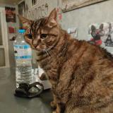 Picture of cat lost at Trappes