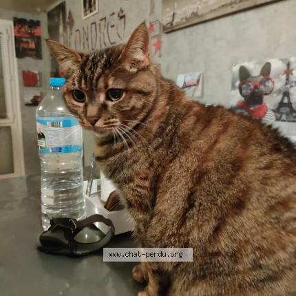 Photo 1/1 Guinness Chat lost in Trappes