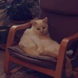 Picture of cat lost at Artenay