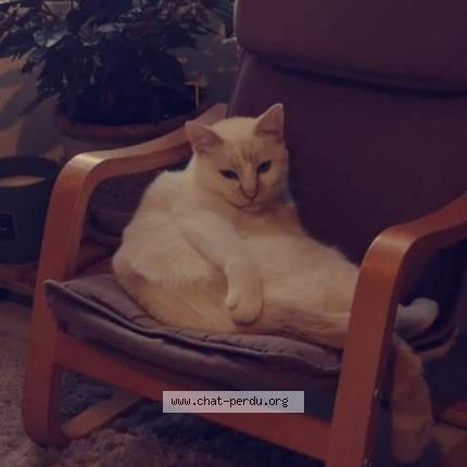 Photo 1/1 June Chat lost in Artenay