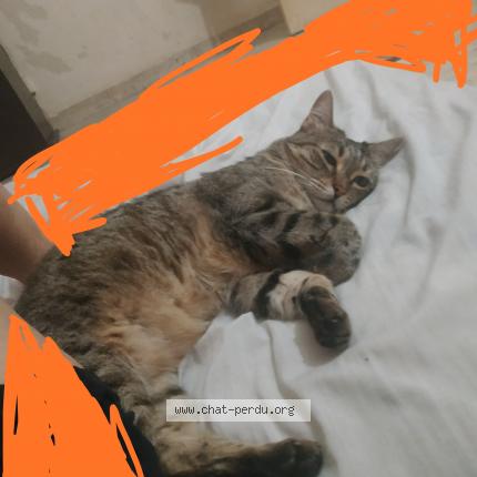 Photo 1/1 Nadia senhaji Chat lost in Nice