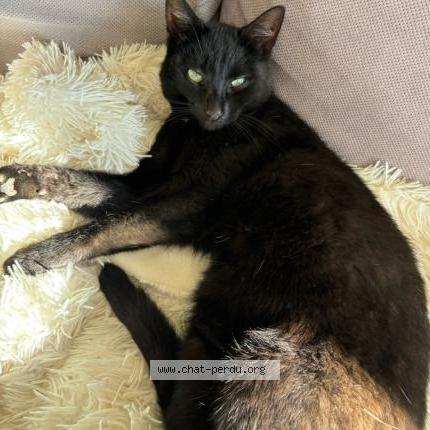 Photo 1/3 TIBOO Chat lost in Serigne