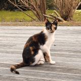 Picture of cat lost at Logonna Daoulas