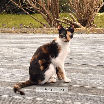 Photo 1/1 Boni Chat lost in Logonna daoulas