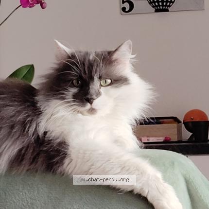 Photo 1/1 Lascar Chat lost in Troyes