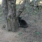 Picture of cat lost at Epinal 88000