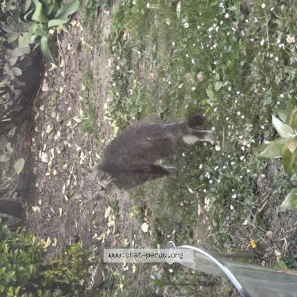 Photo 1/1 Found cat Found in Mitry mory