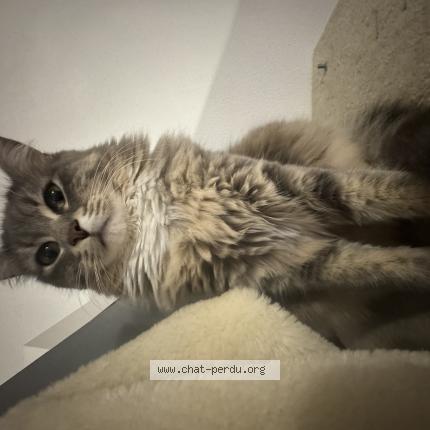 Photo 1/1 Bella Chat lost in Ambares et lagrave