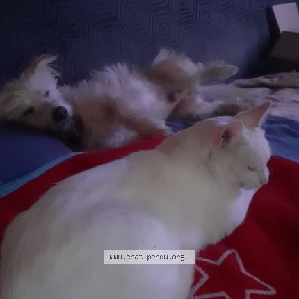 Photo 1/1 Olive Chat lost in Beignon