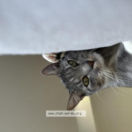 Photo 1/1 Wooky Chat lost in Saint seunier sous avranches