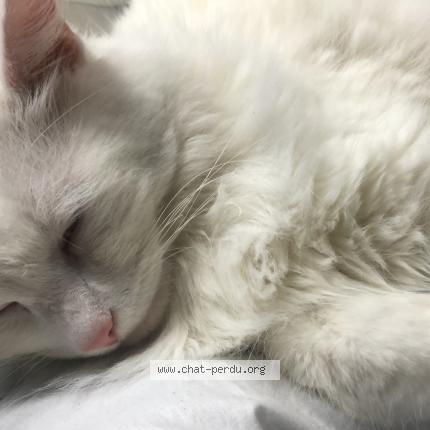 Photo 1/1 Mistik Chat lost in Anderlecht