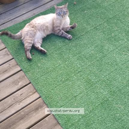 Photo 1/1 Raoudi Chat lost in Castera verduzan