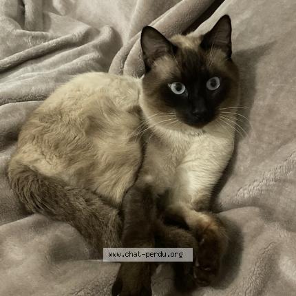 Photo 1/1 Cat reunited Lost in Perpignan