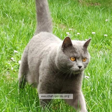 Foto 1/1 Kat teruggevonden Vermist in Etterbeek