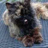 Picture of cat lost at Ormoy