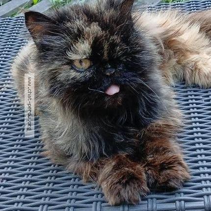 Photo 1/1 Chouby Chat lost in Ormoy